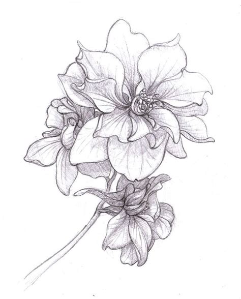 Beautiful Flower Drawing Information Ideas Brighter Craft