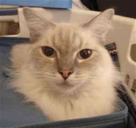 There are millions of homeless cats across the country, many of which are purebred and who need homes. Ragdoll Rescue Atlanta