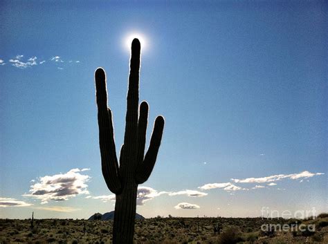 Saguaro Cactus Silhouette With Sunburst Photograph By Bryan Mullennix