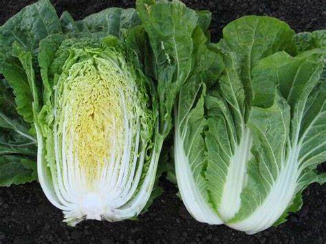 Пекинская капуста диета отзывы การปลูกผักกาดขาวปลี ผักที่มีความสำคัญทางเศรษฐกิจ – เกษตรตำบล ศูนย์รวม การปลูกผักกาดขาวปลี ผักที่มีความสำคัญทางเศรษฐกิจ – เกษตรตำบล ศูนย์รวม Пекинская капуста диета отзывы