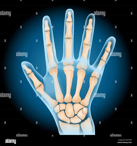 Wrist Bones Hi Res Stock Photography And Images Alamy