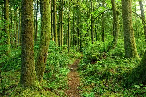 Ancient Forest Path Photograph By Rontech2000 Fine Art America