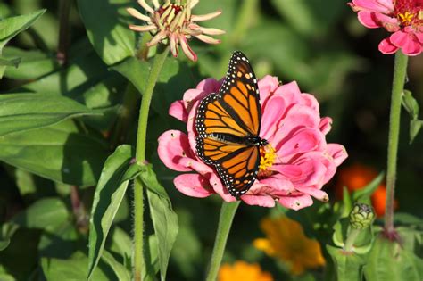 Maybe you would like to learn more about one of these? Butterflywatching: The Monarch Butterfly Enjoys the Nectar