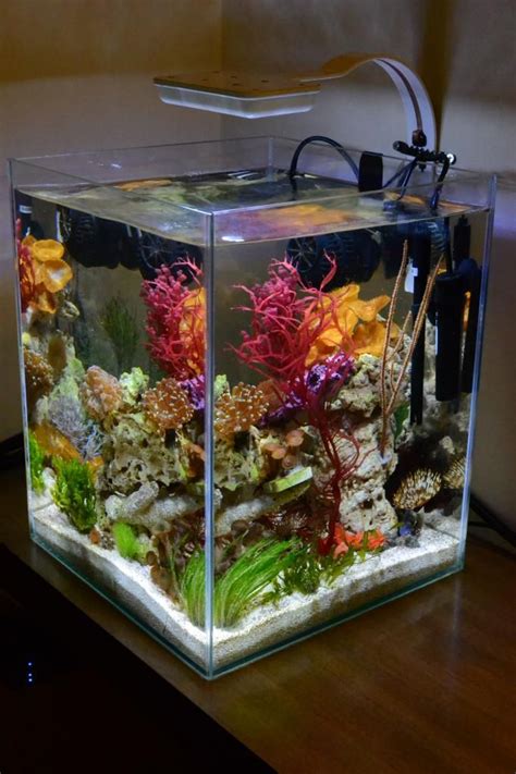 Saltwater Aquarium 5 Gallon Nano Reef Leonel619 5 Gallon Aquarium