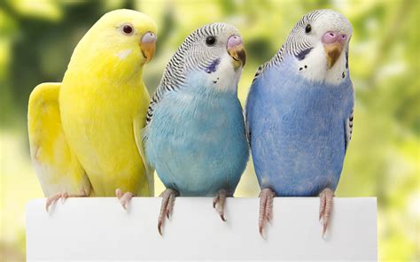 専門家監修 インコを長生きさせるには？コツやチェックポイント Cocoペットジャーナル