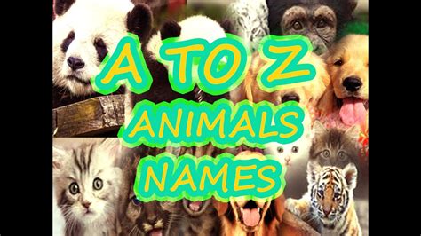 A To Z Animals Abcd Learning Animals Kids Youtube