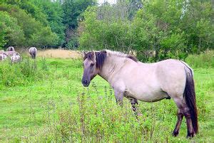 Tarpane d (найдено 56 песен). Tarpan - Paarden-encyclopedie