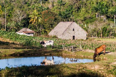 Rural Settlement Near Vinales, Cub Stock Photo - Image of ...