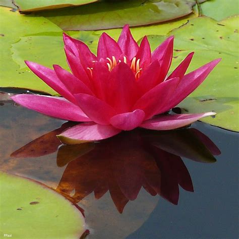 Water Lily Lotus Flowers Garden Of Eden Water Lily Lily Pads Lilies