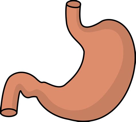 Stomach Png Hd Transparent Stomach Hdpng Images Pluspng