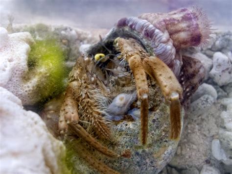 Symbiosis Hermit Crab And Sea Anemone Stock Image Image Of Pink