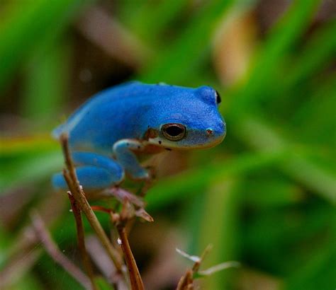 Blue Tree Frog Photograph By April Wietrecki Green