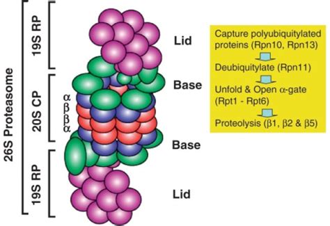 Schematic Diagram Of Proteolysis By The 26s Proteasome Open I