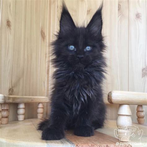 20 Most Popular Long Haired Cat Breeds Cute Animals Beautiful Cats