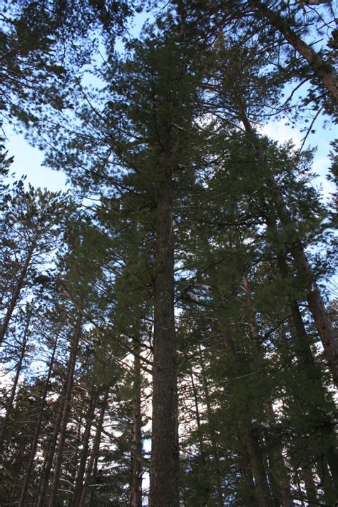 Pine tree identification pine trees belong to the plant genus pinus, as classified by taxonomists. Tree of the Week- Eastern White Pine | Tree identification ...
