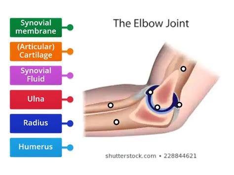 Elbow Joint Labelled Diagram