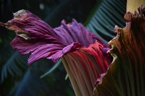 (ap) — just in time for halloween, a rare corpse flower that gets its nickname from its putrid smell is expected to bloom next week at dartmouth college's greenhouse. La "flor cadáver" está floreciendo, y huele muy, pero muy ...