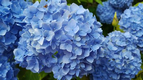 Which Are The Best Blue Flowering Hydrangeas The Garden Of Eaden