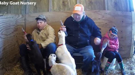Bottle Feeding Baby Goats 17 March 2019 Morning Edition Youtube