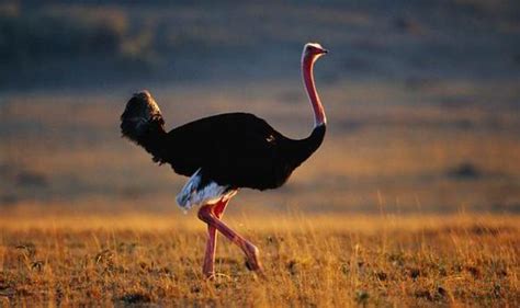 Ten Things You Never Knew About Ostriches Uk