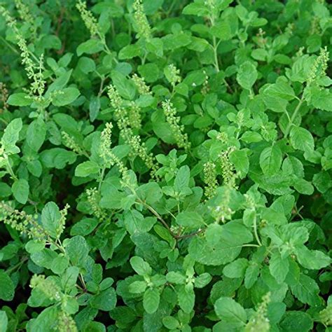 Holy Kaprao Basil Seeds Rama Tulsi Basil Ocimum Sanctum 50 Rare