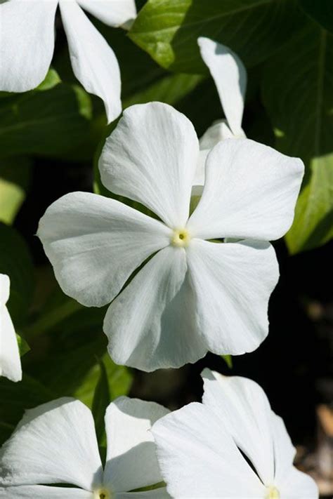 10 Beautiful White Flowering Perennials Garden Lovers Club Types Of