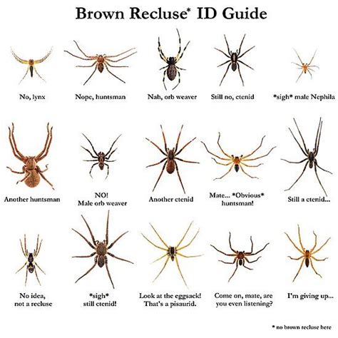 Brown Recluse Spider Girlsjoker