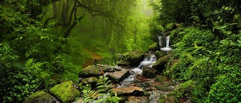 Bosques Más Bellos Del Mundo Según La National Geographic