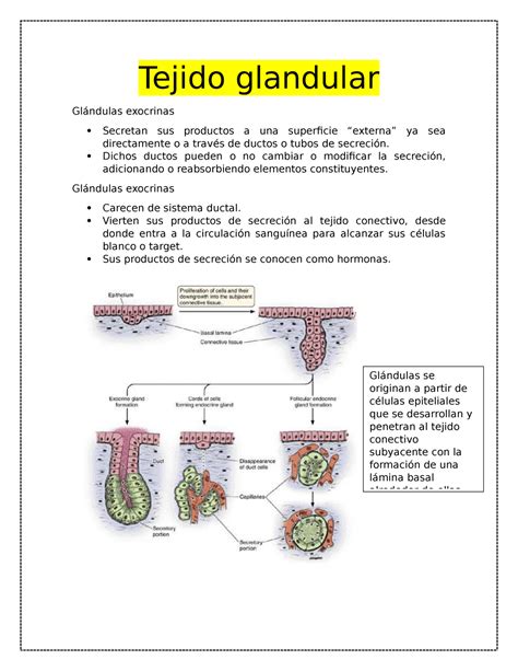 Tejido Glandular Histologia Tejido Glandular Gl Ndulas Exocrinas