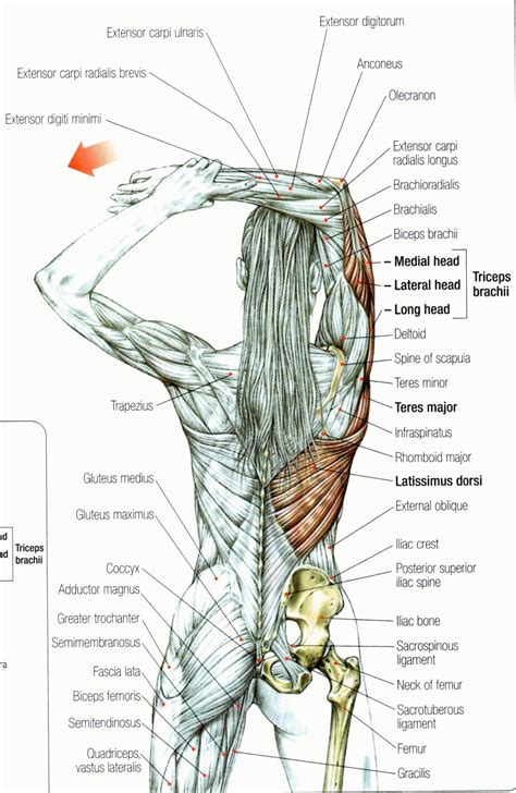 There are around 650 skeletal muscles within the typical human body. Pin on Massage