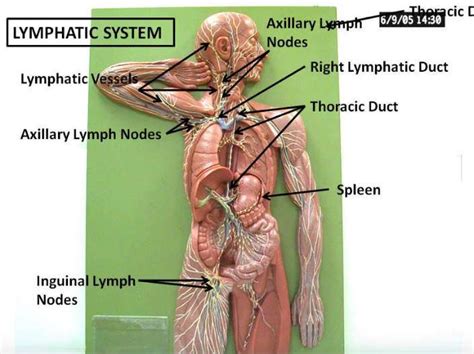 Clean Your Bodys Drains 11 Ways To Detoxify Your Lymphatic System
