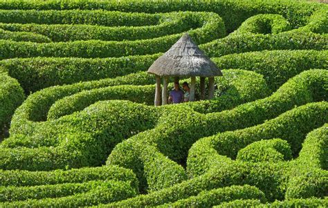 48 Reasons You Should Never Leave Cornwall Amazing Maze Hedges Maze
