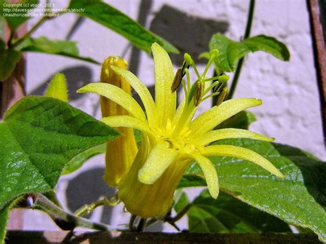 Plantfiles Pictures Citrus Yellow Passion Flower Passionflower