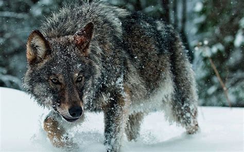 Wolf Full Hd Wallpaper And Background Image 1920x1200 Id198932