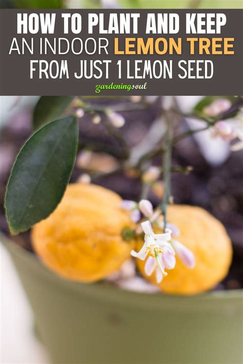 How To Plant And Keep An Indoor Lemon Tree From Just 1 Lemon Seed