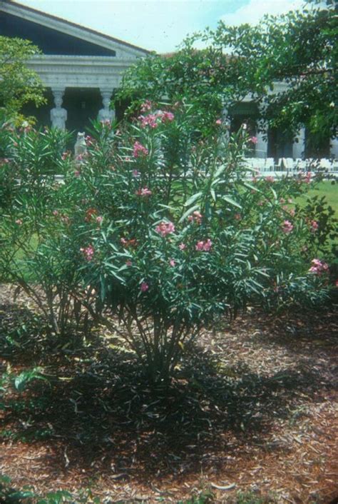 Nerium Oleander Petite Pink