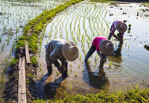 Temperatures, humidity, rain days per month, hours of sunshine, water temperature, rainfalls. Enhancing rice production during climate change in ...