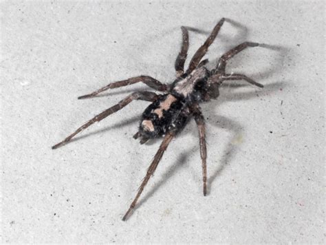 Ohios Biting Spiders Spidersrule
