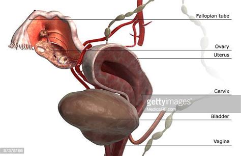 human reproductive system anatomy bildbanksfoton och bilder getty images