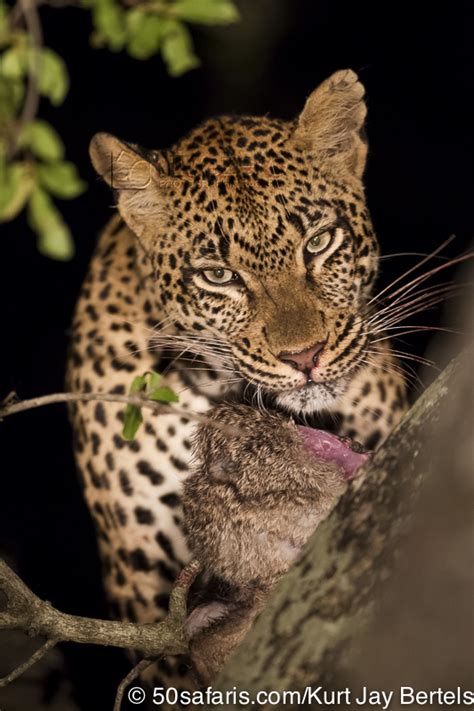 A Leopard Enjoys A Late Feast Kurt Jay Bertels Blog