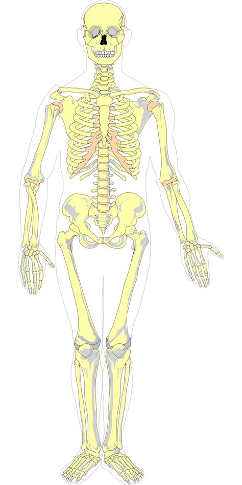Isolated Human Skeleton Free Image Download