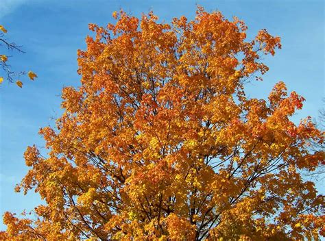 Check spelling or type a new query. 3 Different Types of Maple Trees in Maine - ProGardenTips