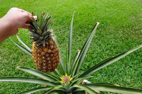 Pineapple Plant Inside Nanabreads Head