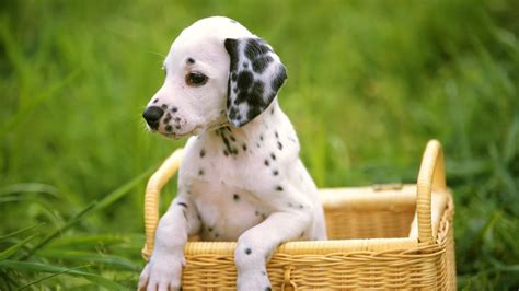 Cute Puppy Wallpapers Those Are Perfect To Make Your Mood