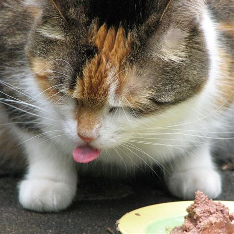 Can Cats Eat Tuna Cats Health And Care