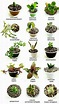 Nombres de crasas | Types of succulents plants, Plants, Succulent gardening
