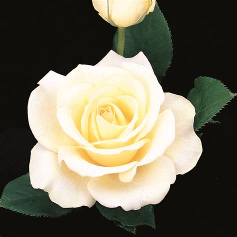 Best Of The Best Hybrid Tea Rose Collection Viriflora