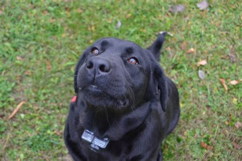 English black lab vs american black lab. Akc Black Yellow Labrador Retriever Puppies For Sale In ...