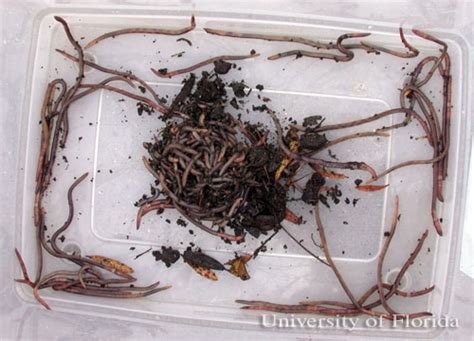 Earthworm Crassiclitellata Terrimegadrili