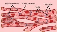 This prevents tetanus from occurring and ensures. Cardiovascular System Anatomy: Overview, Gross Anatomy ...